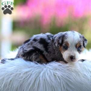 Macy, Mini Bernedoodle Puppy