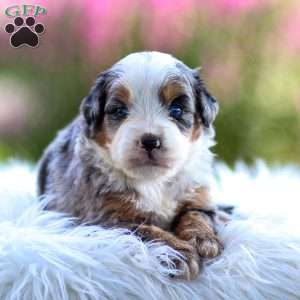 Macy, Mini Bernedoodle Puppy