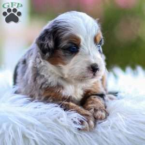 Macy, Mini Bernedoodle Puppy