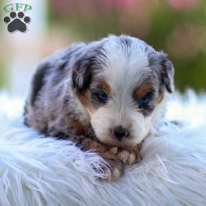 Macy, Mini Bernedoodle Puppy