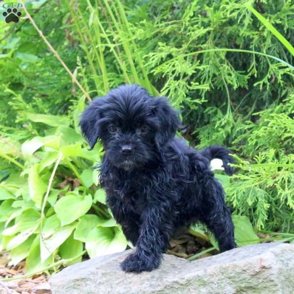 Maddy, Cavapoo Puppy