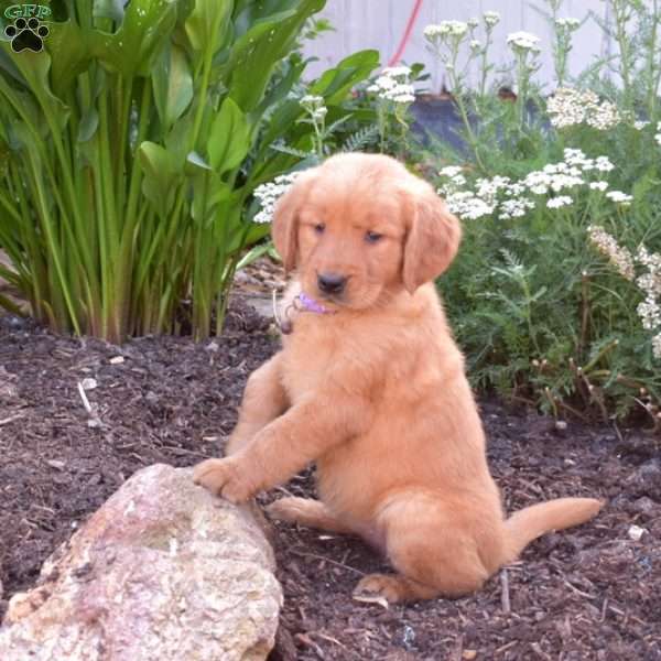 Maddy, Golden Retriever Puppy