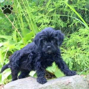 Maddy, Cavapoo Puppy