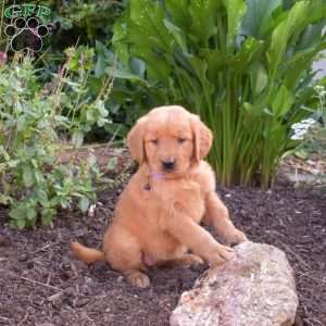Maddy, Golden Retriever Puppy