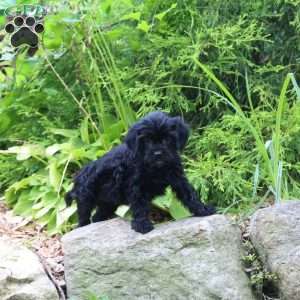 Maddy, Cavapoo Puppy