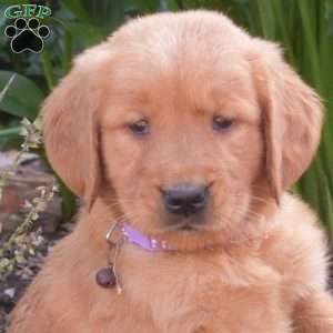 Maddy, Golden Retriever Puppy