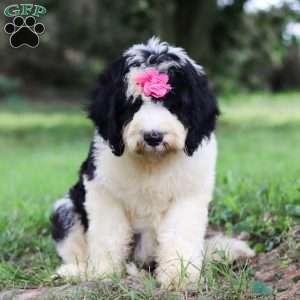Madison, Sheepadoodle Puppy