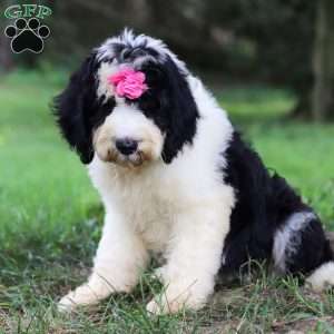 Madison, Sheepadoodle Puppy