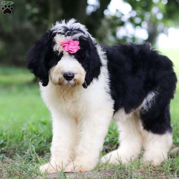 Madison, Sheepadoodle Puppy