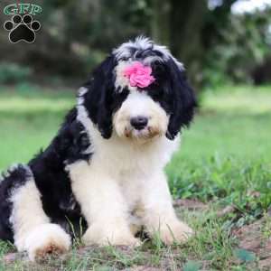 Madison, Sheepadoodle Puppy