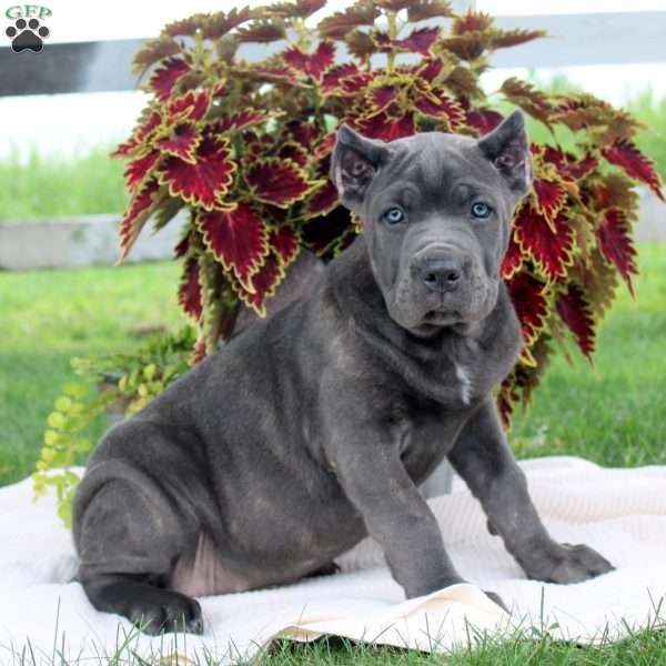 Maeve, Cane Corso Puppy