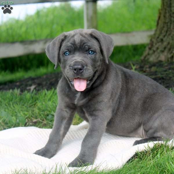 Maeve, Cane Corso Puppy