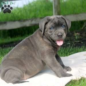 Maeve, Cane Corso Puppy