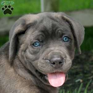 Maeve, Cane Corso Puppy