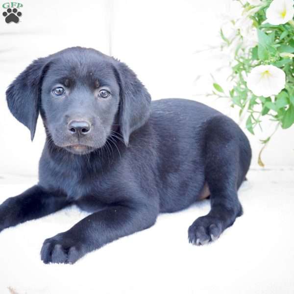 Maggie, Black Labrador Retriever Puppy