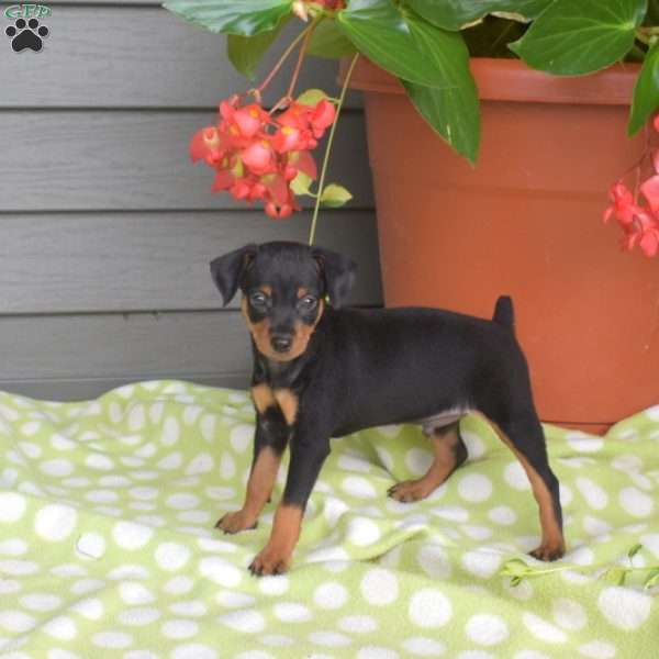 Magic, Miniature Pinscher Puppy