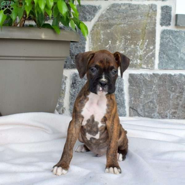 Magic, Boxer Puppy