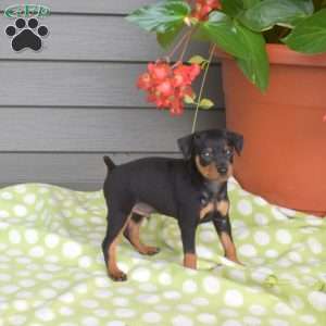 Magic, Miniature Pinscher Puppy