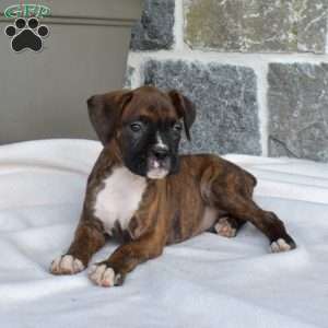 Magic, Boxer Puppy