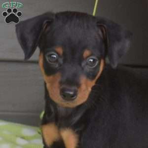 Magic, Miniature Pinscher Puppy