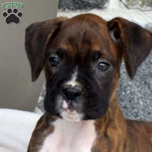Magic, Boxer Puppy