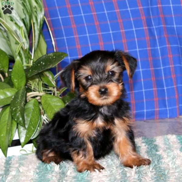 Mahlon, Yorkie Puppy