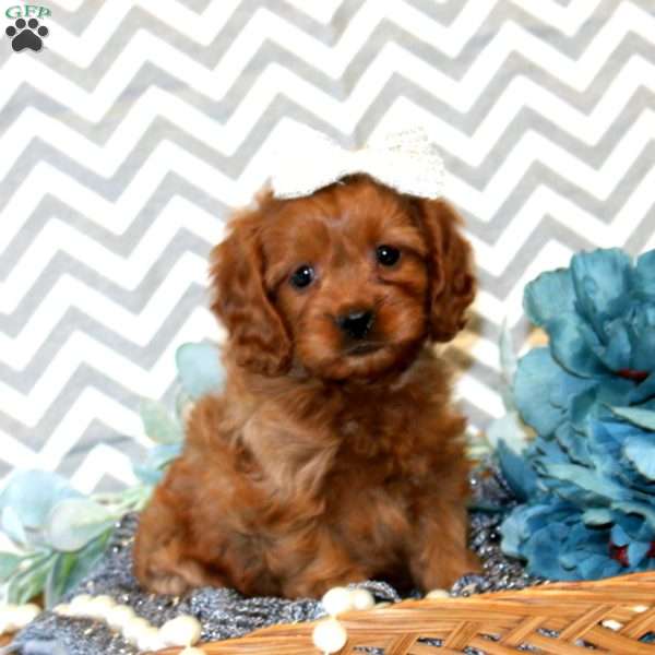 Mahogany, Cavapoo Puppy