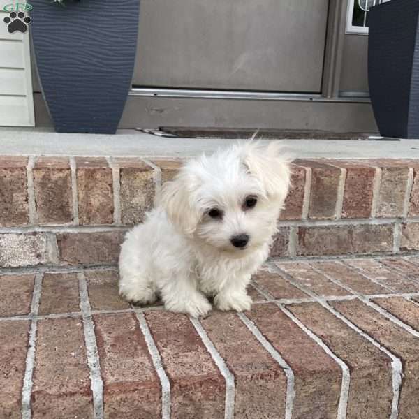 Maisie, Coton de Tulear Puppy