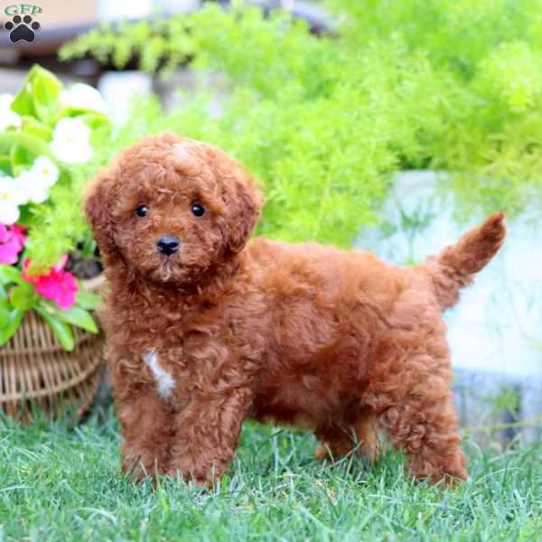 Major, Mini Goldendoodle Puppy