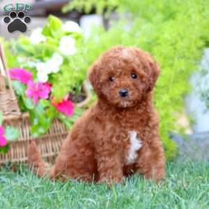 Major, Mini Goldendoodle Puppy