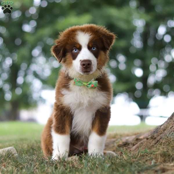 Mako, Miniature Australian Shepherd Puppy