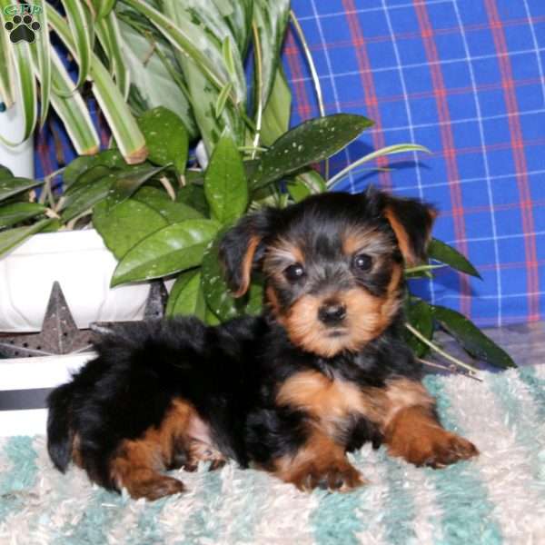 Malachi, Yorkie Puppy