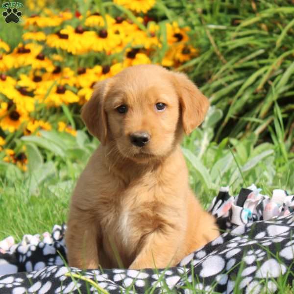 Malorie, Golden Retriever Puppy