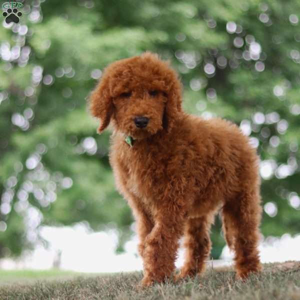 Mango, Goldendoodle Puppy