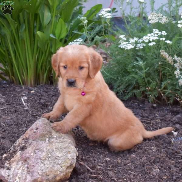 Mango, Golden Retriever Puppy