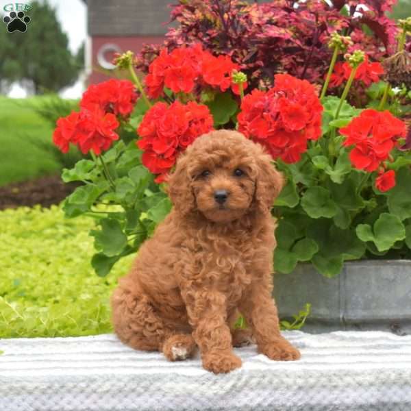 Mango, Miniature Poodle Puppy