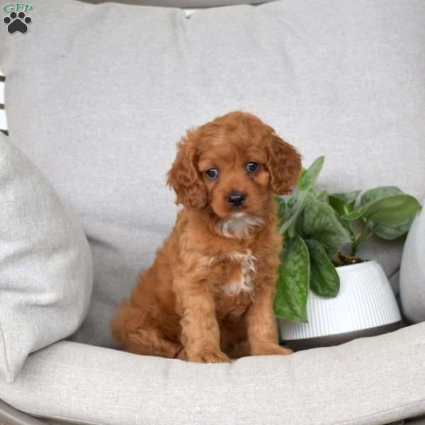 Mango, Cavapoo Puppy