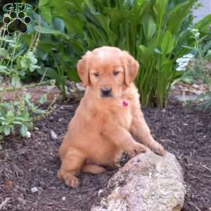 Mango, Golden Retriever Puppy