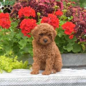 Mango, Miniature Poodle Puppy