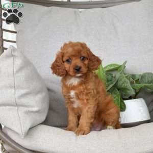 Mango, Cavapoo Puppy