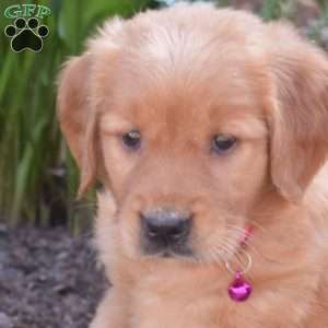 Mango, Golden Retriever Puppy