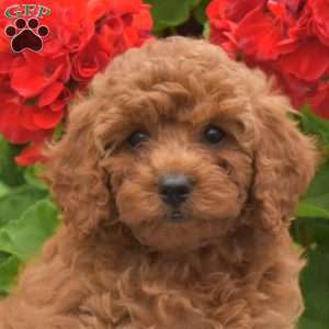 Mango, Miniature Poodle Puppy