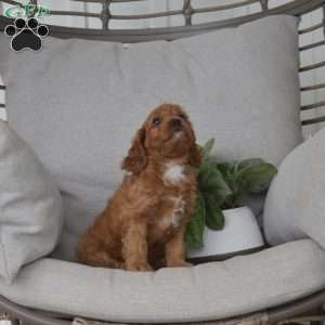 Mango, Cavapoo Puppy