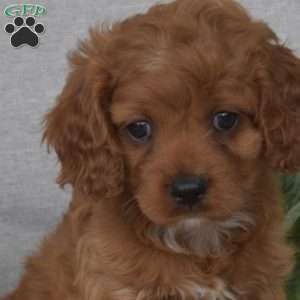 Mango, Cavapoo Puppy