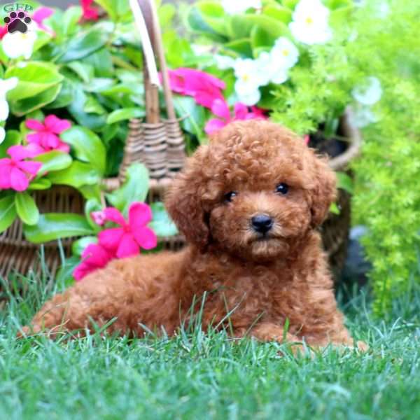 Manny, Mini Goldendoodle Puppy