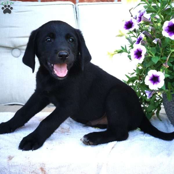 Manny, Black Labrador Retriever Puppy