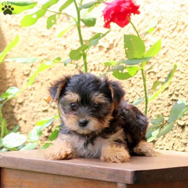 Maple, Yorkie Puppy