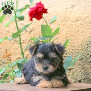 Maple, Yorkie Puppy