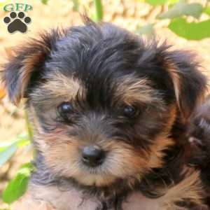 Maple, Yorkie Puppy