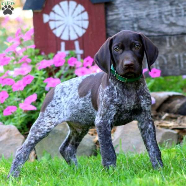 Maple, German Shorthaired Pointer Puppy